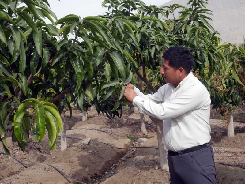 Áncash: Hongo ataca cultivos de palta y mango de exportación 