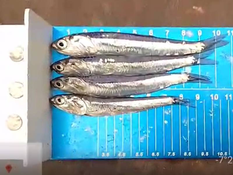 Pesca de anchoveta: Extraen recurso juvenil frente a Pacasmayo