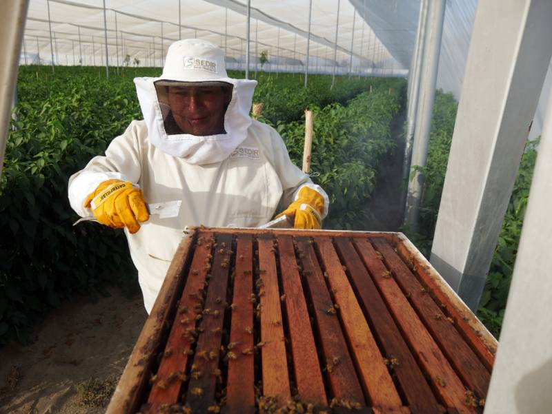 Áncash: Polinización con abejas duplica producción de ají de exportación