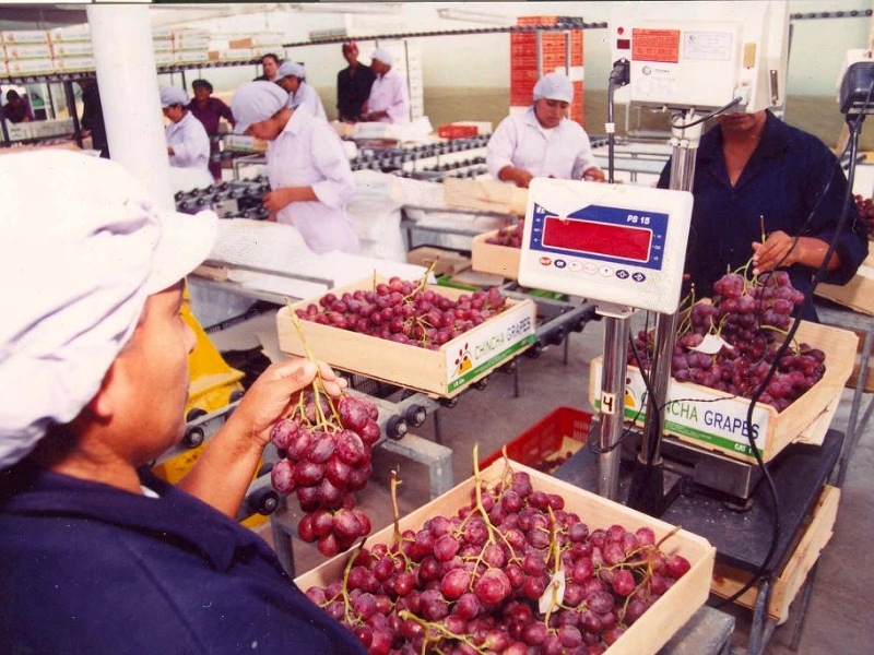 Campaña de exportación de uva inició con buen pie, informa Adex