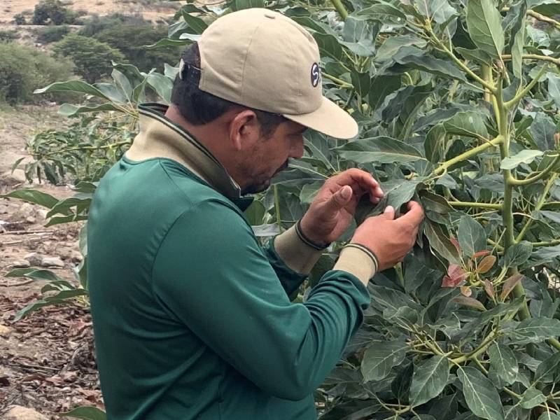Áncash: Plaga arañita roja afecta cultivos de palto en Moro