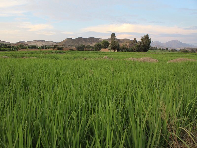 Valle Santa: Más de 4 mil hectáreas de cultivos serían afectados por lluvias
