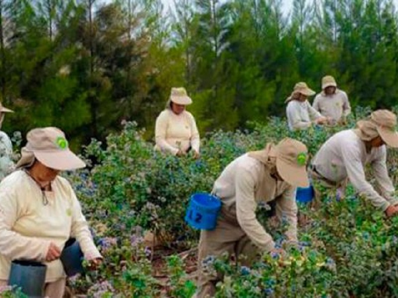 Congreso aprueba nueva ley del régimen laboral agrario