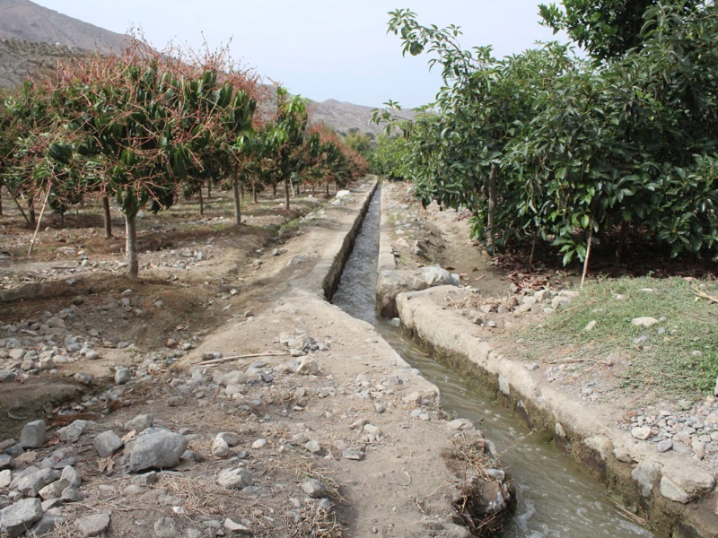 Cultivos de exportación del valle Nepeña en peligro por escasez de agua