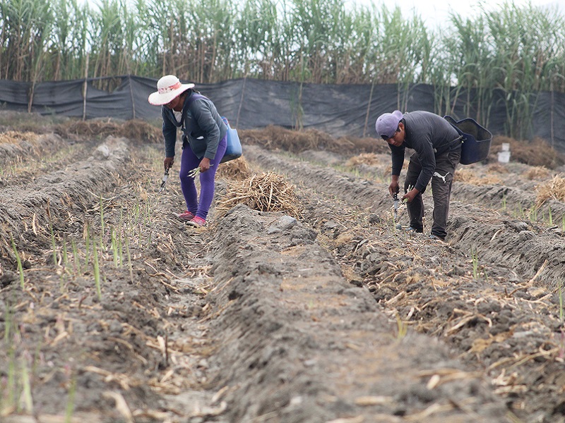 Elecciones 2021: Juntos por el Perú propone segunda Reforma Agraria