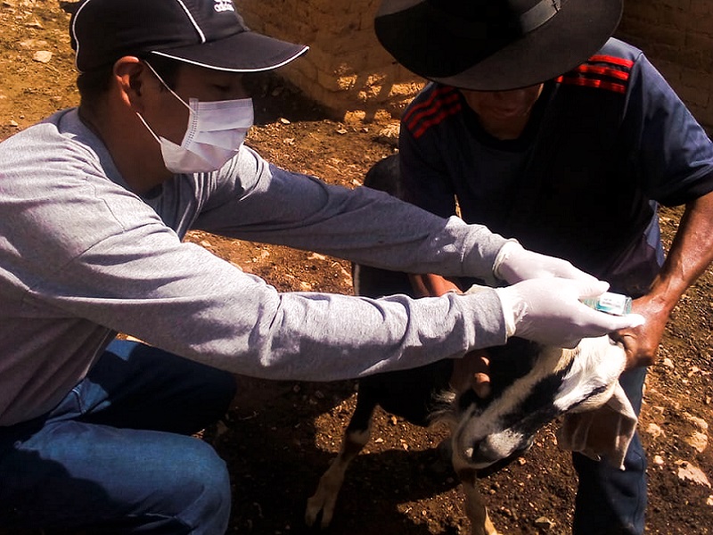 Senasa vacunará a más de 8000 caprinos y ovinos en Áncash